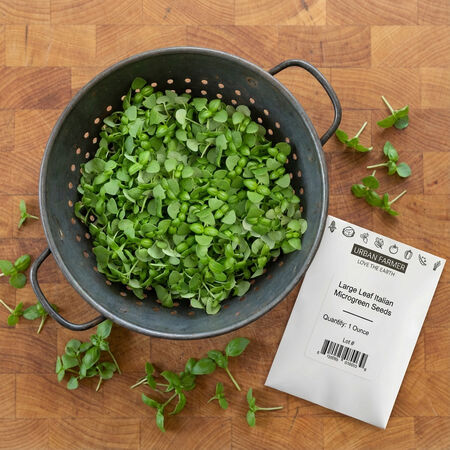 Large Leaf Italian Basil, Microgreen Seeds - 1/4 Pound image number null